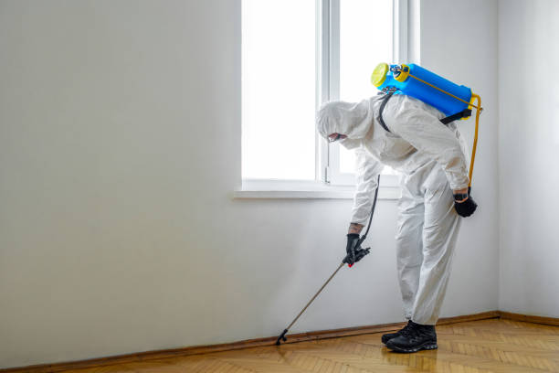 Best Local Pest Control Services  in Sur Hill, GA